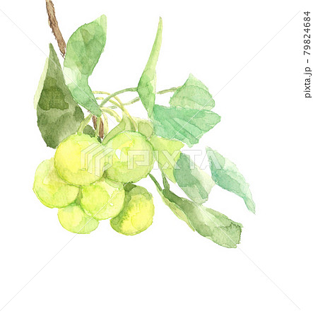 枝と葉付きの銀杏の実【手描き水彩】白バック コピースペースあり PNG 79824684