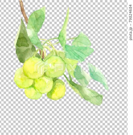 枝と葉付きの銀杏の実【手描き水彩】白バック コピースペースあり PNG 79824684