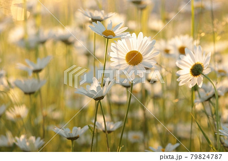 Daisies on a spring meadow at sunrise 79824787