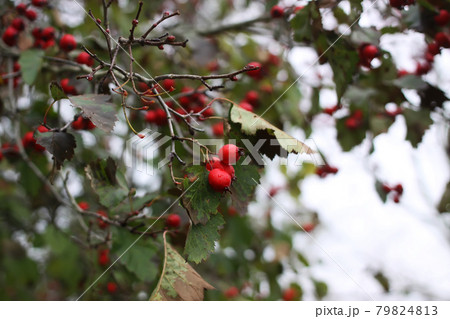 Ripe hawthorn in autumn Ripe hawthorn in autumn 79824813