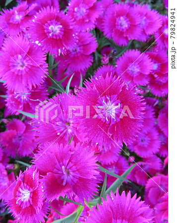 ピンクのナデシコの花 ピンクのナデシコの花 79824941