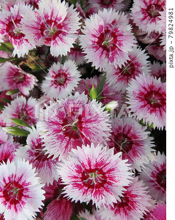 ピンクと白のしぼりのナデシコの花 ピンクと白のしぼりのナデシコの花 79824981