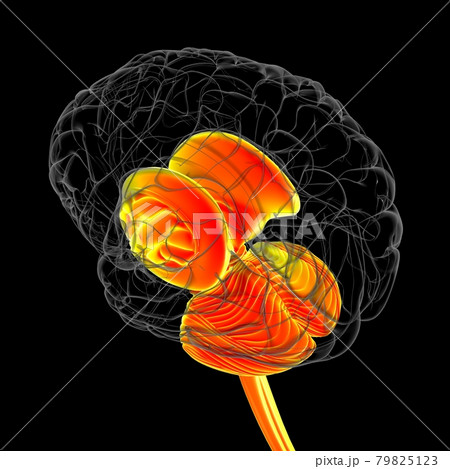 Human Brain inner parts Anatomy For Medical Concept 3D Illustration 79825123