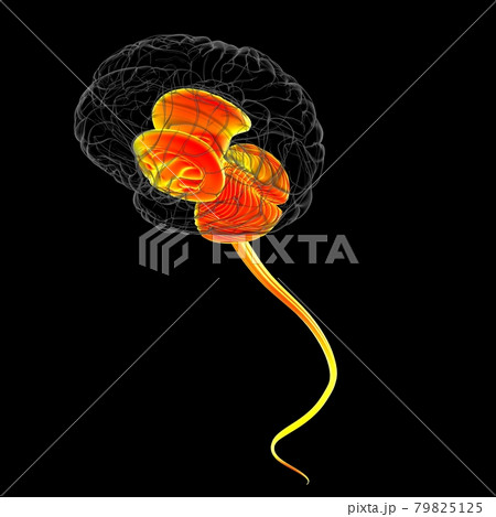 Human Brain inner parts Anatomy For Medical Concept 3D Human Brain inner parts Anatomy For Medical Concept 3D 79825125