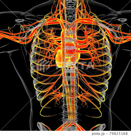 Human Heart With Circulatory System Anatomy For Medical Concept 3D 79825168