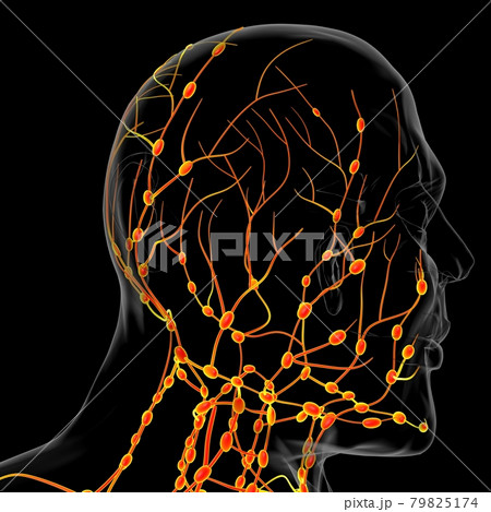 Human Lymph Nodes Anatomy For Medical Concept 3D Rendering 79825174