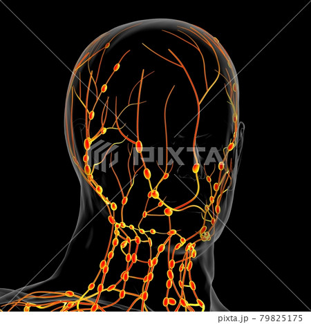 Human Lymph Nodes Anatomy For Medical Concept 3D Rendering Human Lymph Nodes Anatomy For Medical Concept 3D Rendering 79825175