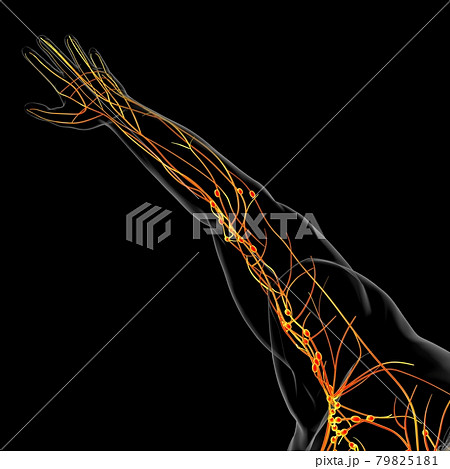 Human Lymph Nodes Anatomy For Medical Concept 3D Rendering 79825181