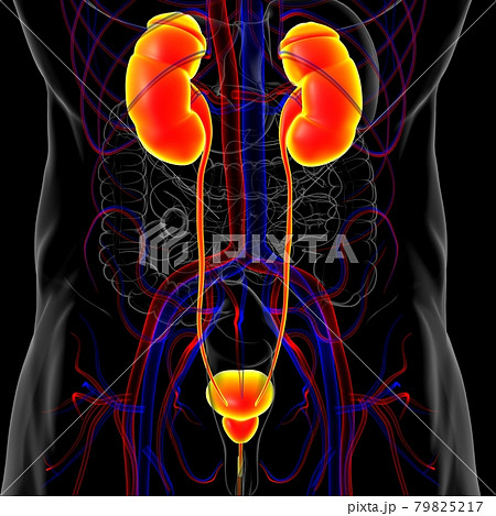 Human Urinary System Kidneys with Bladder Anatomy For Medical Concept 3D Rendering Human Urinary System Kidneys with Bladder Anatomy For Medical Concept 3D Rendering 79825217