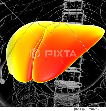 Liver 3D Illustration Human Digestive System Anatomy 79825256