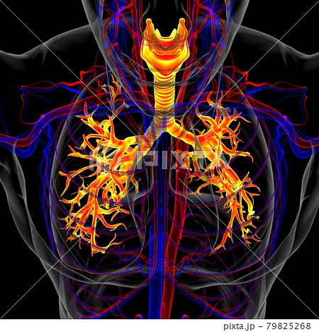 Lungs Human Respiratory System Anatomy For Medical Concept 3D Rendering 79825268