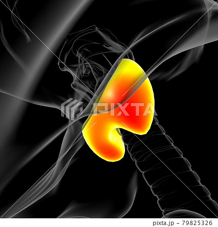 Thyroid Gland Anatomy For Medical Concept 3D 79825326