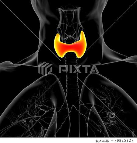 Thyroid Gland Anatomy For Medical Concept 3D 79825327
