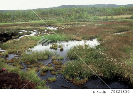 フィンランド極北の植生、ツンドラの池塘 79825356
