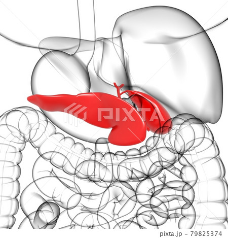 Gall Bladder Human Digestive System Anatomy 3D Rendering Gall Bladder Human Digestive System Anatomy 3D Rendering 79825374