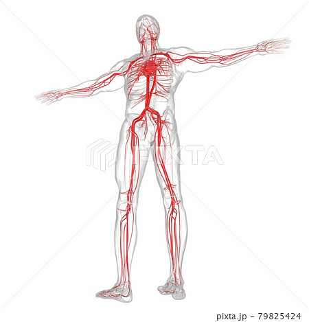 Human Heart With Circulatory System Anatomy For Medical Concept 3D 79825424