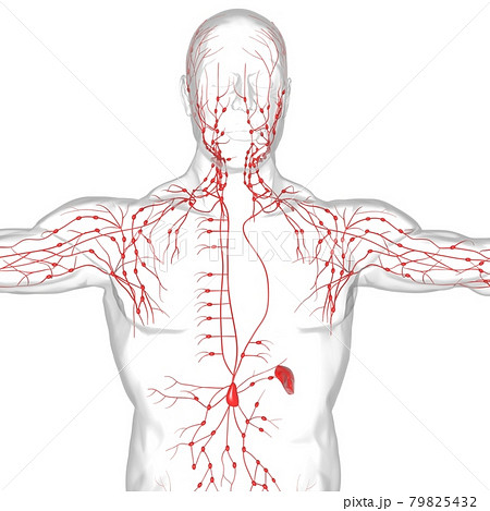Human Lymph Nodes Anatomy For Medical Concept 3D Rendering 79825432