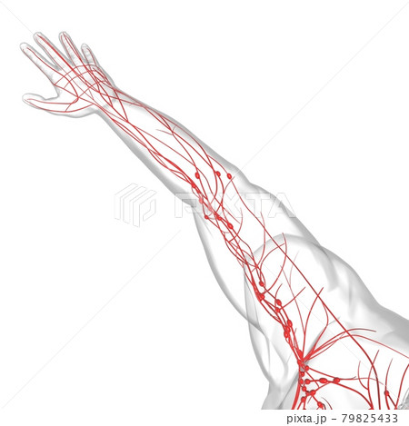 Human Lymph Nodes Anatomy For Medical Concept 3D Rendering 79825433