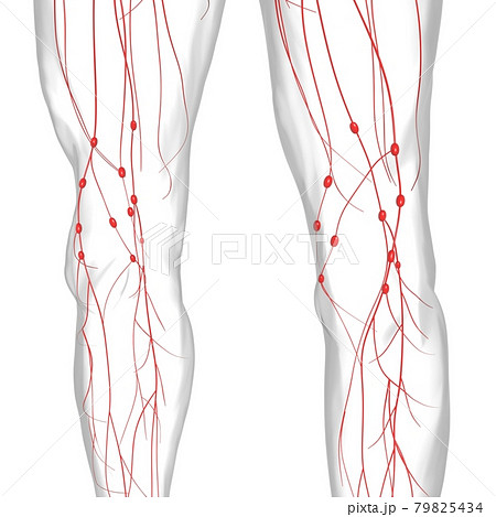 Human Lymph Nodes Anatomy For Medical Concept 3D Rendering 79825434
