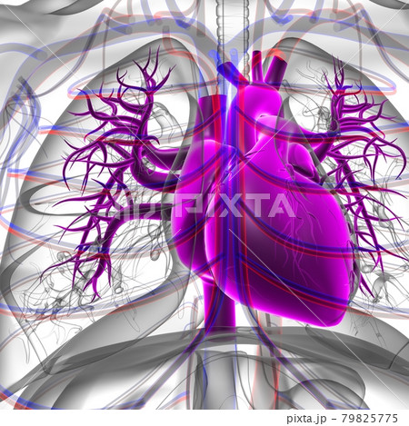 Human Heart Anatomy For Medical Concept 3D Rendering 79825775
