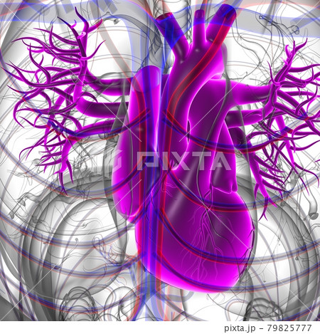 Human Heart Anatomy For Medical Concept 3D Rendering Human Heart Anatomy For Medical Concept 3D Rendering 79825777