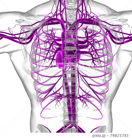 Human Heart With Circulatory System Anatomy For Medical Concept 3D Human Heart With Circulatory System Anatomy For Medical Concept 3D 79825783