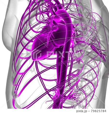 Human Heart With Circulatory System Anatomy For Medical Concept 3D Human Heart With Circulatory System Anatomy For Medical Concept 3D 79825784