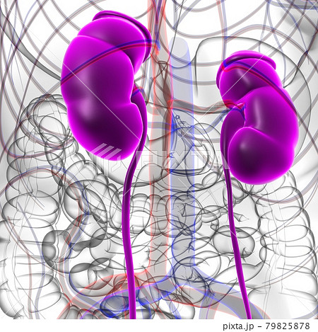 Human Urinary System Kidneys with Bladder Anatomy For Medical Concept 3D Human Urinary System Kidneys with Bladder Anatomy For Medical Concept 3D 79825878