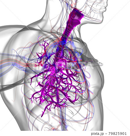 Lungs Human Respiratory System Anatomy For Medical Concept 3D Rendering 79825901