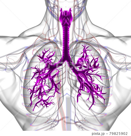 Lungs Human Respiratory System Anatomy For Medical Concept 3D Rendering 79825902