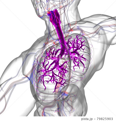 Lungs Human Respiratory System Anatomy For Medical Concept 3D Rendering 79825903
