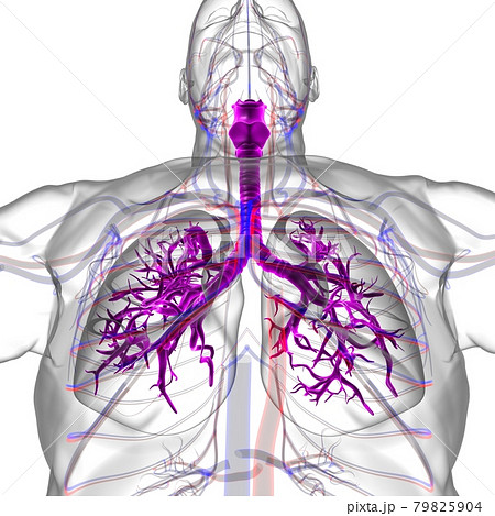 Lungs Human Respiratory System Anatomy For Medical Concept 3D Rendering 79825904