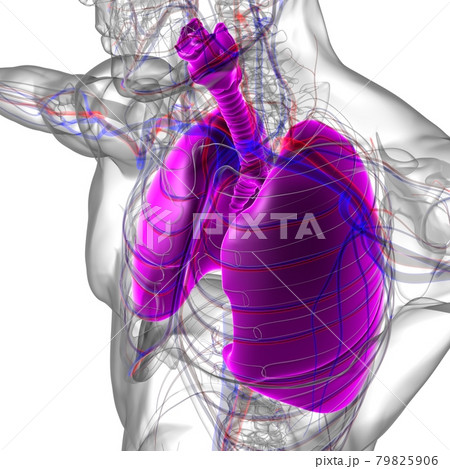 Lungs Human Respiratory System Anatomy For Medical Concept 3D Rendering 79825906