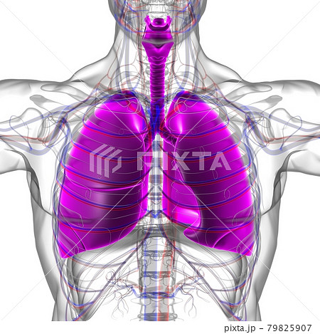 Lungs Human Respiratory System Anatomy For Medical Concept 3D Rendering 79825907