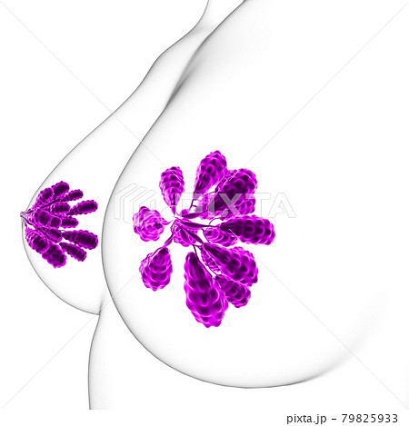 Mammary Glands Anatomy For Medical Concept 3D 79825933