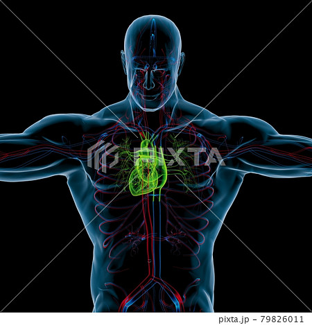 Human Heart Anatomy For Medical Concept 3D Rendering 79826011