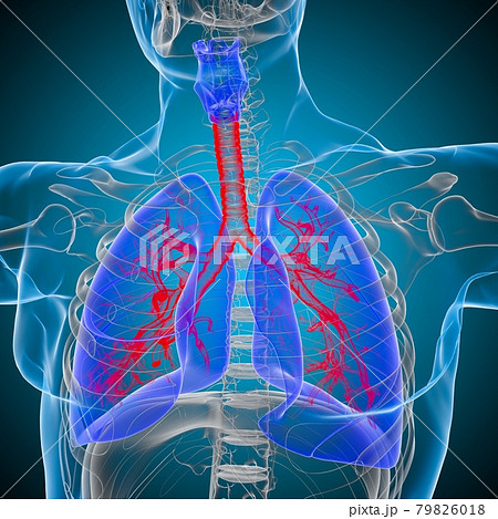 Lungs Human Respiratory System Anatomy For Medical Concept 3D Rendering 79826018