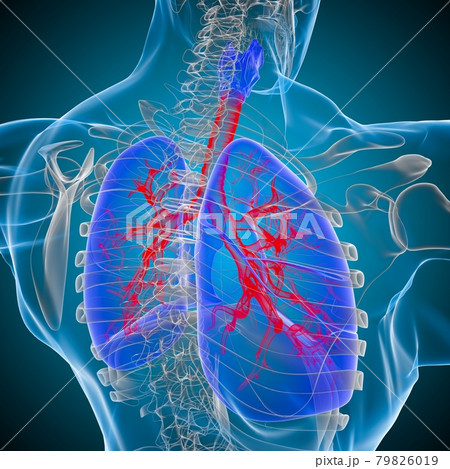 Lungs Human Respiratory System Anatomy For Medical Concept 3D Rendering 79826019