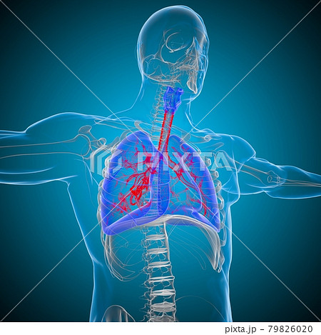 Lungs Human Respiratory System Anatomy For Medical Concept 3D Rendering 79826020