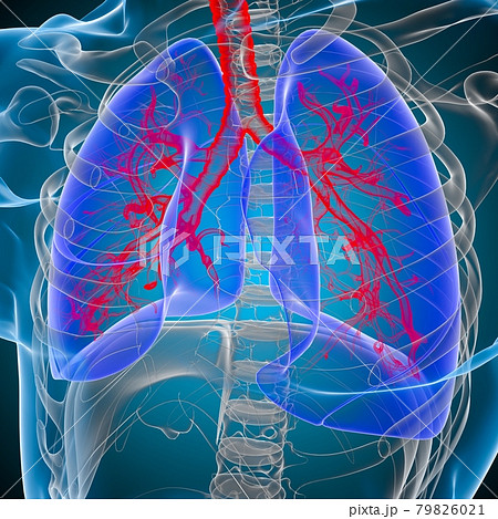 Lungs Human Respiratory System Anatomy For Medical Concept 3D Rendering 79826021