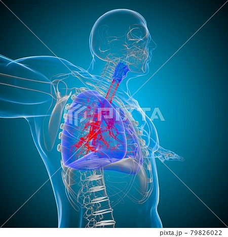 Lungs Human Respiratory System Anatomy For Medical Concept 3D Rendering 79826022