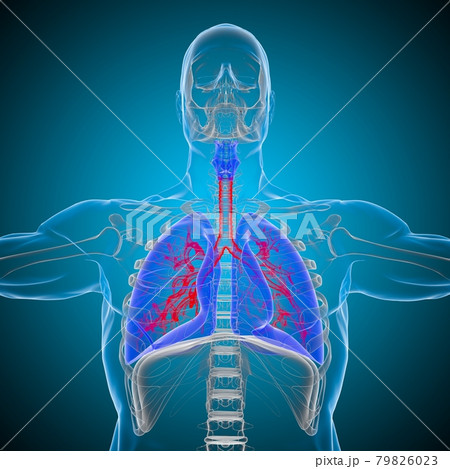 Lungs Human Respiratory System Anatomy For Medical Concept 3D Rendering 79826023