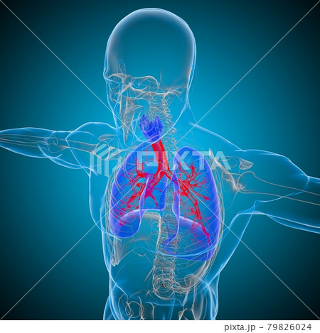 Lungs Human Respiratory System Anatomy For Medical Concept 3D Rendering 79826024
