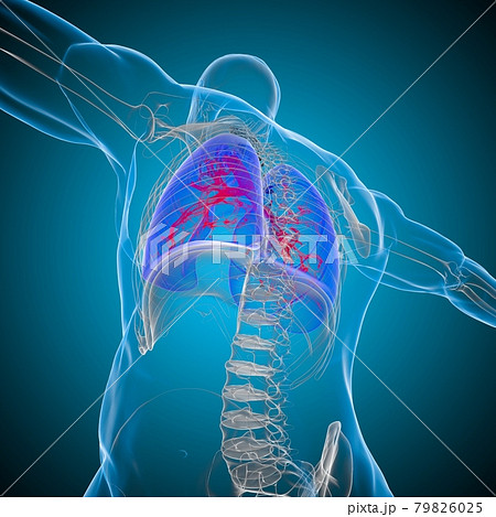 Lungs Human Respiratory System Anatomy For Medical Concept 3D Rendering 79826025