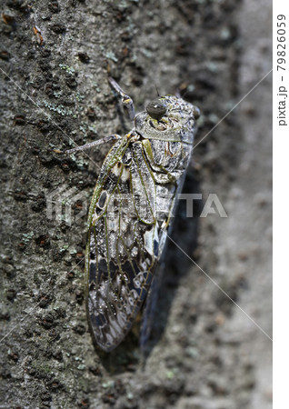 ニイニイゼミ 79826059