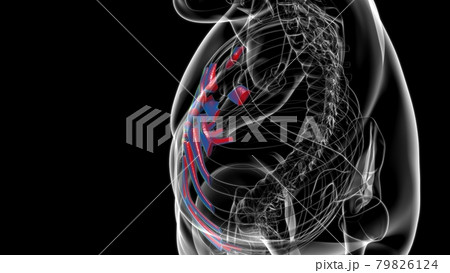 Human skeleton anatomy Costal Cartilage 3D Rendering Human skeleton anatomy Costal Cartilage 3D Rendering 79826124