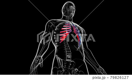Human skeleton anatomy Costal Cartilage 3D Rendering Human skeleton anatomy Costal Cartilage 3D Rendering 79826127