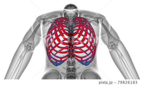 Human skeleton anatomy Rib Cage 3D Rendering Human skeleton anatomy Rib Cage 3D Rendering 79826183