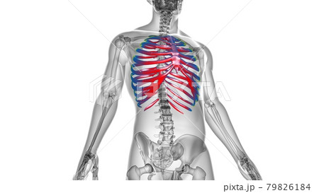 Human skeleton anatomy Rib Cage 3D Rendering Human skeleton anatomy Rib Cage 3D Rendering 79826184