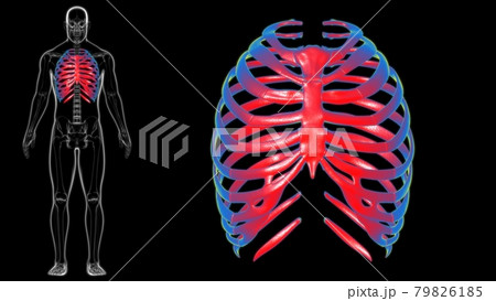 Human skeleton anatomy Rib Cage 3D Rendering Human skeleton anatomy Rib Cage 3D Rendering 79826185
